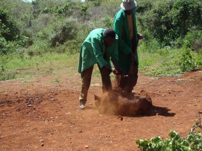 muddy AND dirt covered baby rhino