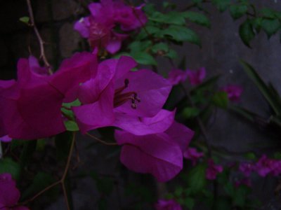 flowers on the terrace