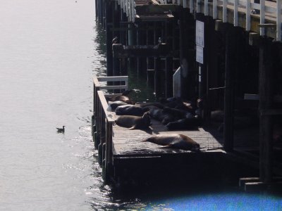 sea lions, Santa Cruz wharf
