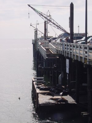 sea lions, Santa Cruz wharf