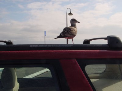 sea gull, on my car