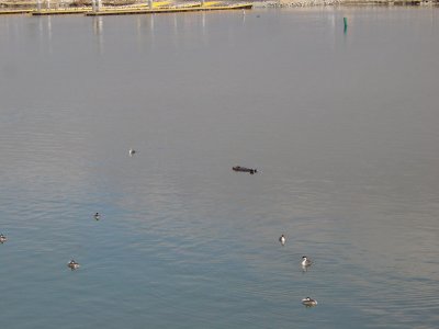 otter, Moss Landing State Beach