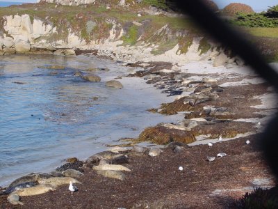 harbour seals, Hopkins State Marine Reserve in Pacific Grove