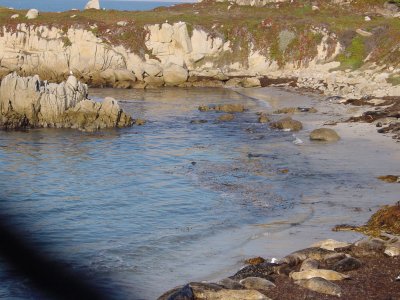 harbour seals, Hopkins State Marine Reserve in Pacific Grove