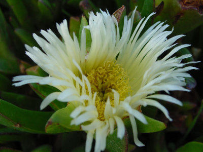 coastal flower