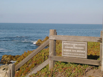 Hopkins State Marine Reserve in Pacific Grove