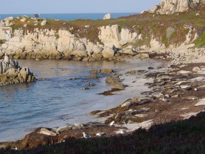 harbour seals, Hopkins State Marine Reserve in Pacific Grove