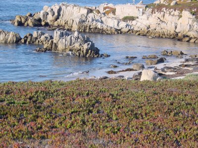 harbour seals, Hopkins State Marine Reserve in Pacific Grove