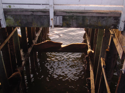 sea lions under Santa Cruz wharf