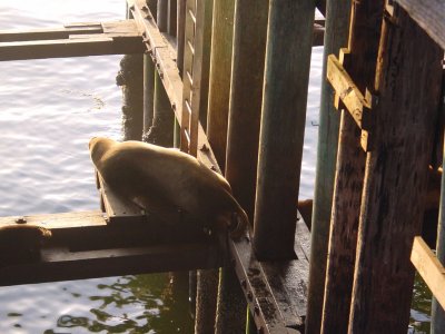 sea lions under Santa Cruz wharf