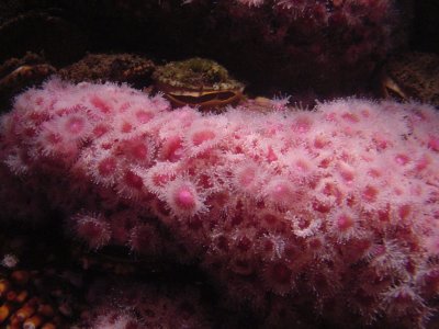 anemones