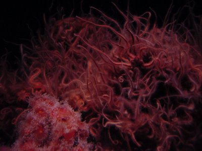 brittle stars
