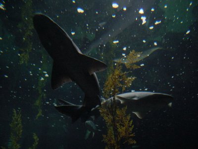 shark