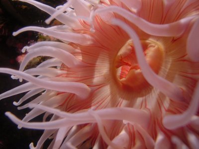 anemone
