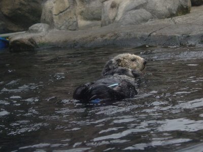sea otter