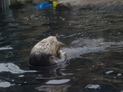 sea otter