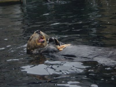 sea otter