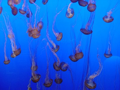 jellies