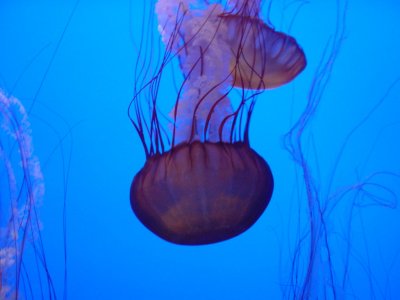 jellies