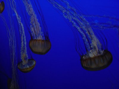 jellies