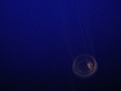 jellies