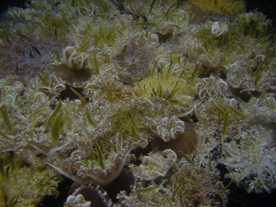 jellies