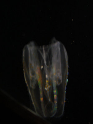 jellies