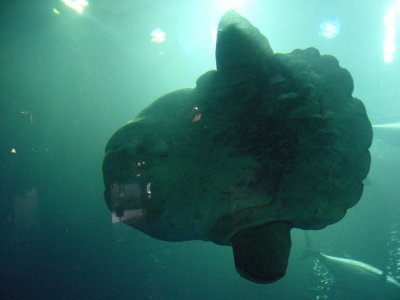 sunfish