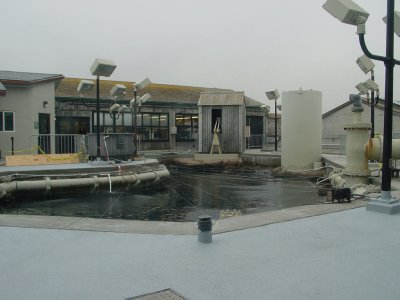 topside, kelp forest exhibit