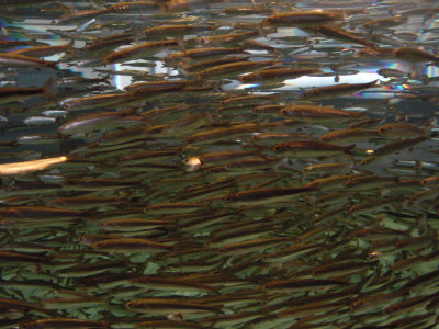 anchovies