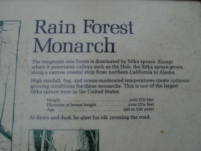 Hoh Rain Forest, Olympic National Park