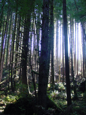 old growth forest at Ecola State Park
