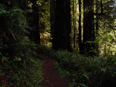 Prairie Creek Redwoods State Park