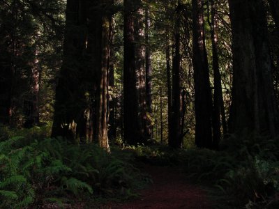 Prairie Creek Redwoods State Park