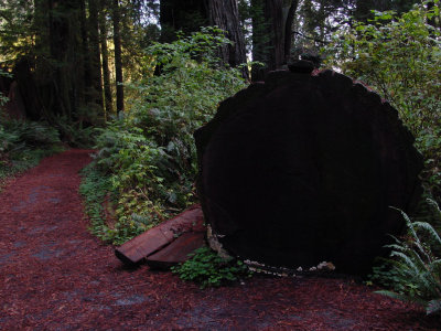 Prairie Creek Redwoods State Park