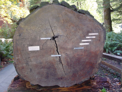 fallen redwood with timeline