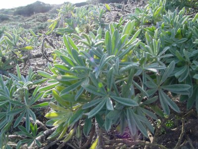 coastal plant, Point Reyes Headland