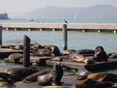 Pier 39, Fishermans Wharf, San Francisco