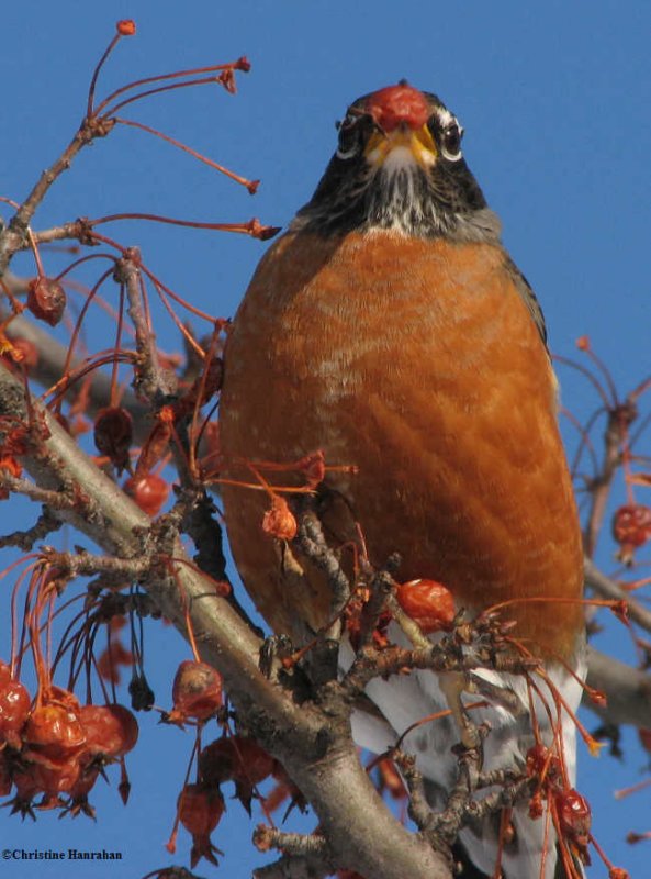 American robin with crabapple