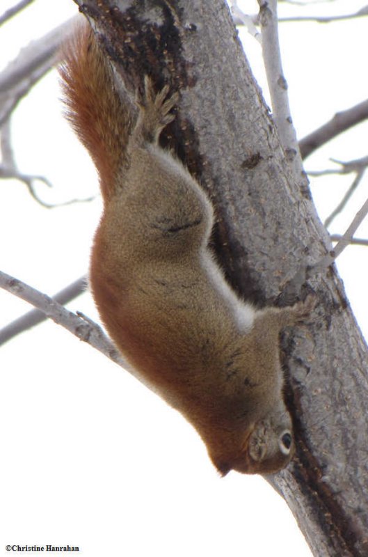 Red squirrel  eating sap on walnut tree