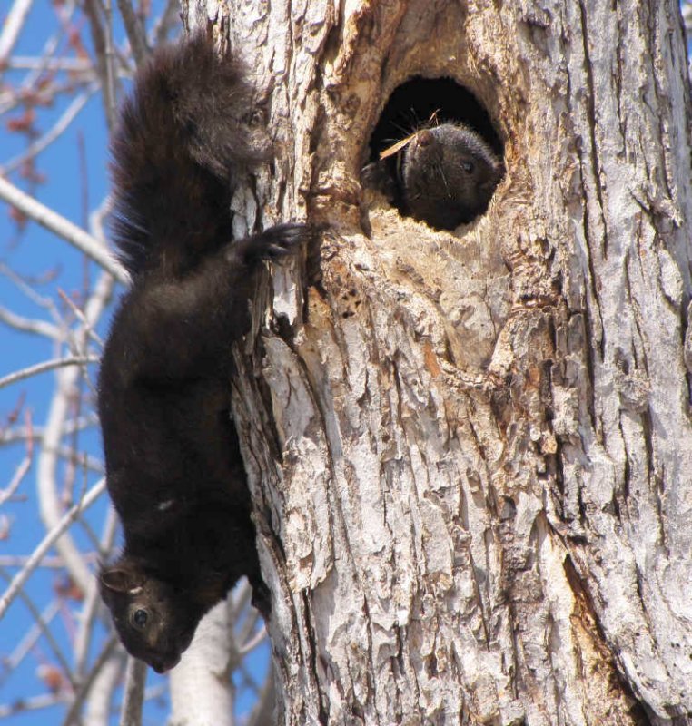 Grey squirrels, black phase