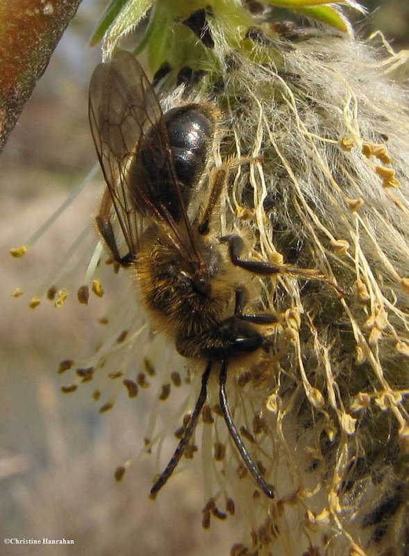 Andrenid bee on willow