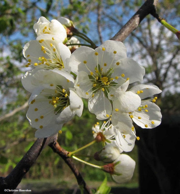 Canada plum