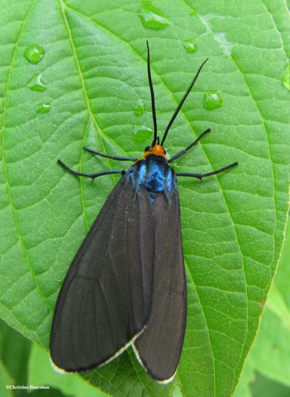 Virginia ctenucha moth