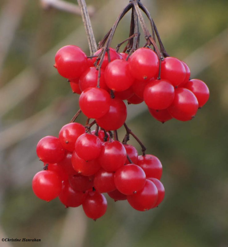 Highbush cranberry fruit  (Viburnum trilobum)