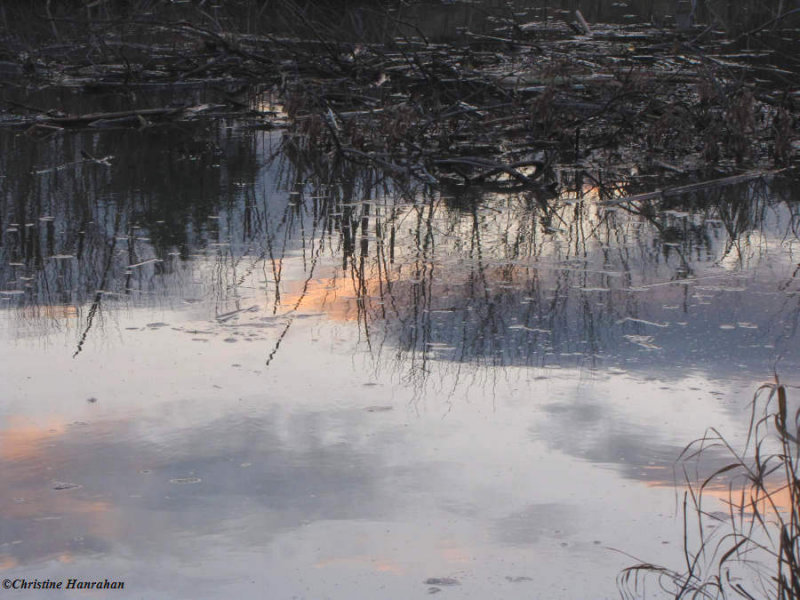 Pond reflections