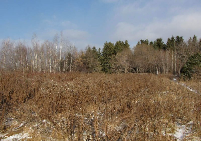 Old field in December