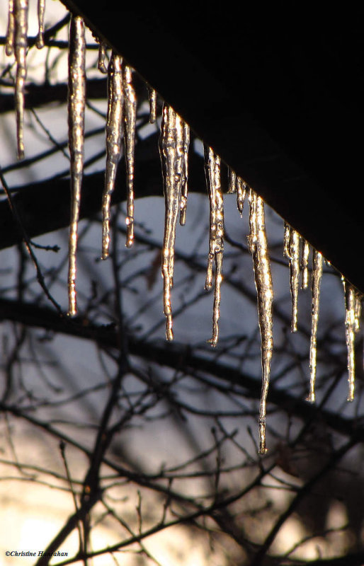 Icicles on the Info Kiosk, Fletcher Wildlife Garden