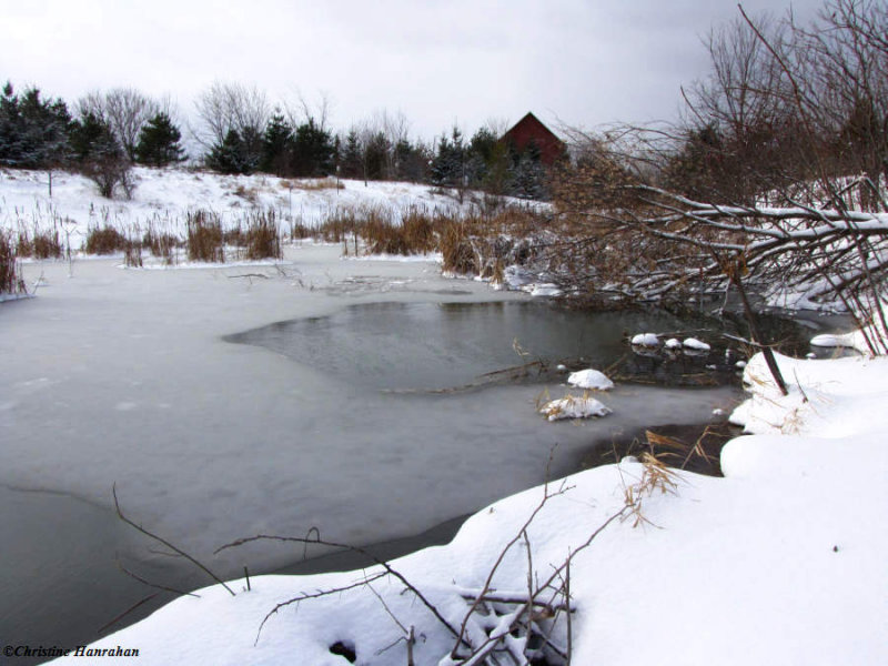 After the first snowstorm: Amphibian Pond