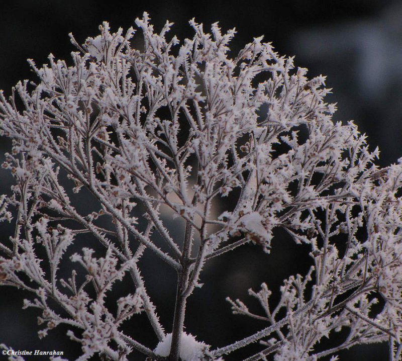 Joe-pye weed with frost in the early morning